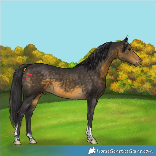 Horse Color:Buckskin Tobiano Rabicano