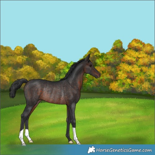 Horse Color:Brown Rabicano