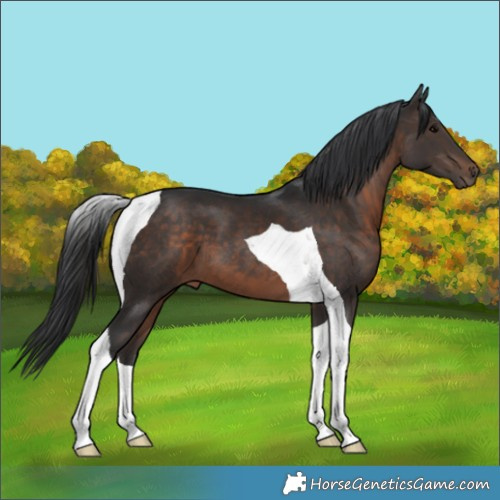 Horse Color:Brown Tobiano
