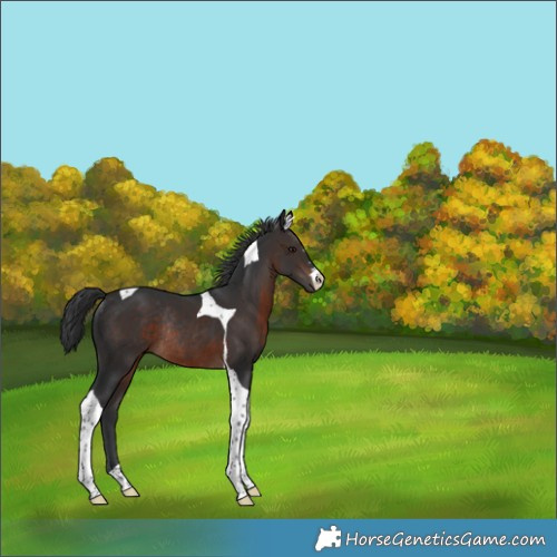 Horse Color:Brown Tobiano Rabicano
