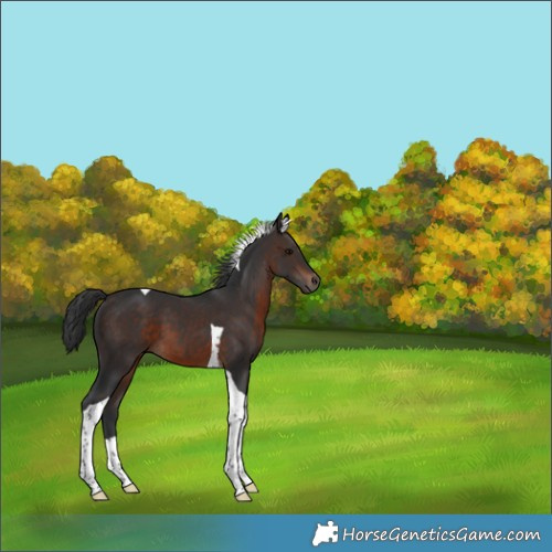 Horse Color:Brown Tobiano