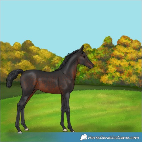Horse Color:Brown Rabicano