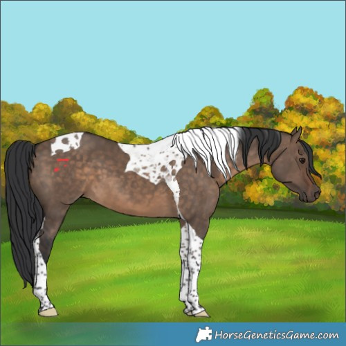 Horse Color:Brown Dun Tobiano 