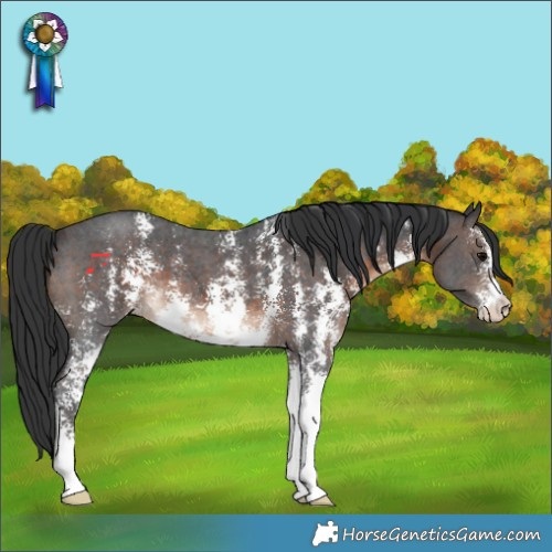 Horse Color:Brown Sabino 