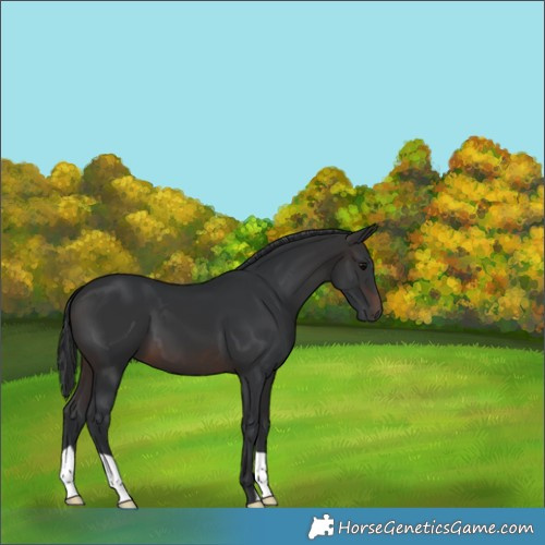Horse Color:Brown 