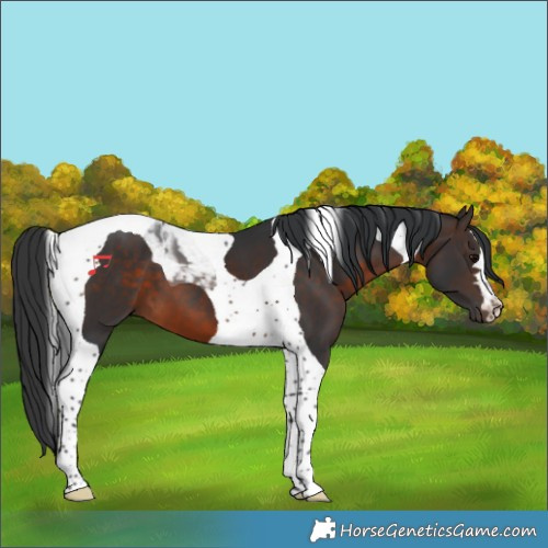 Horse Color:Brown Tobiano 
