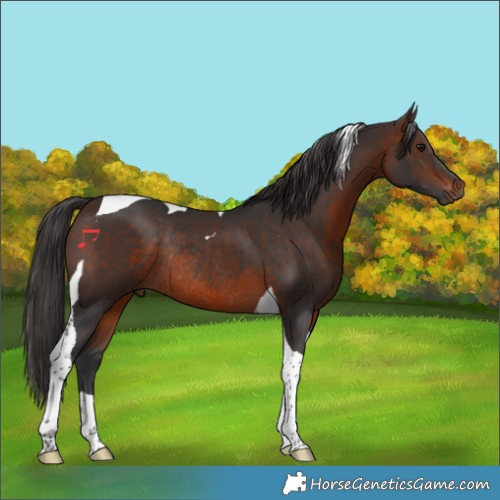 Horse Color:Brown Tobiano Rabicano 