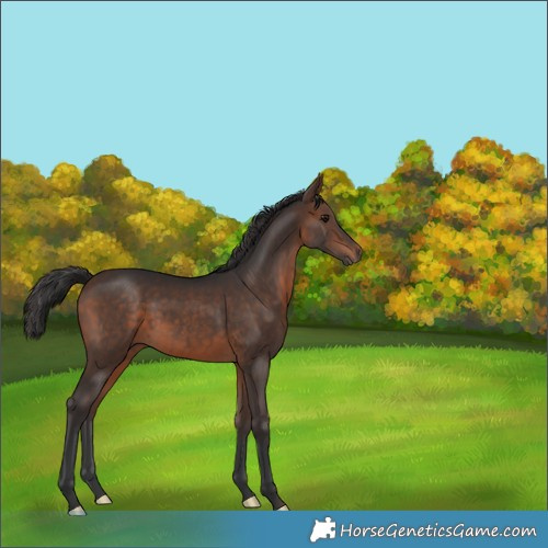 Horse Color:Brown 