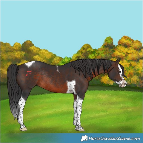Horse Color:Brown Splash Tobiano Rabicano
