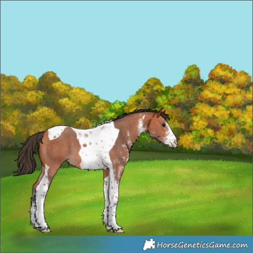 Horse Color:Bay Sabino Tobiano Rabicano 
