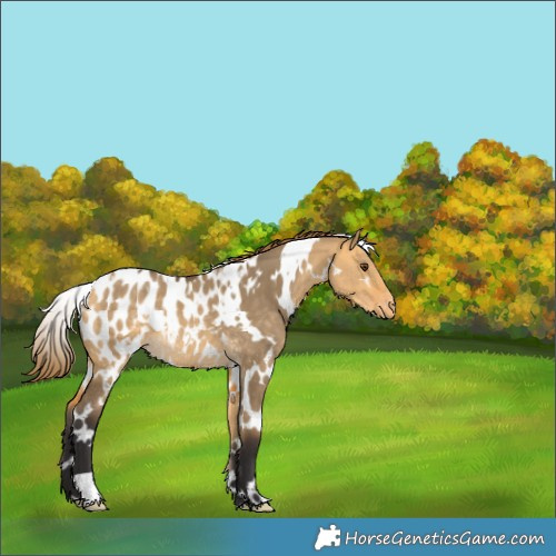 Horse Color:White Spotted Buckskin Dun Appaloosa Rabicano