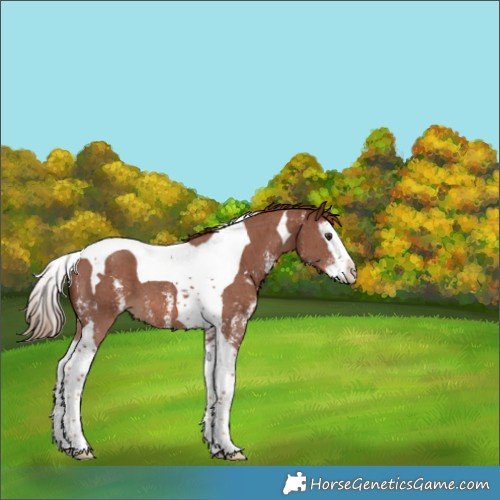 Horse Color:Chestnut Sabino Splash Tobiano 