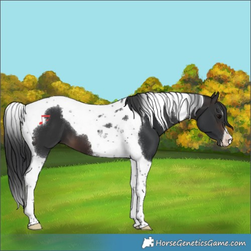 Horse Color:Brown Tobiano