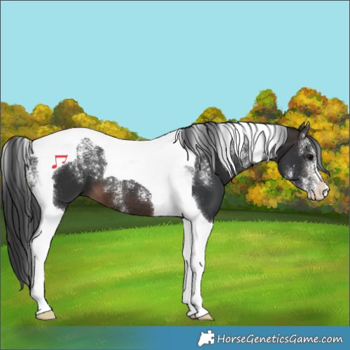Horse Color:Powder White Brown Tobiano 