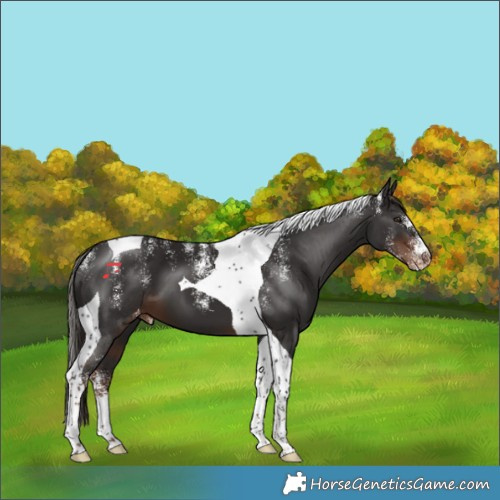 Horse Color:Powder White Liver Chestnut Tobiano Appaloosa 