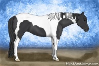 Horse Color:Black Tobiano 