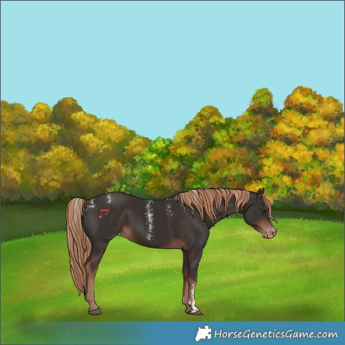 Horse Color:Powder White Liver Chestnut Appaloosa 