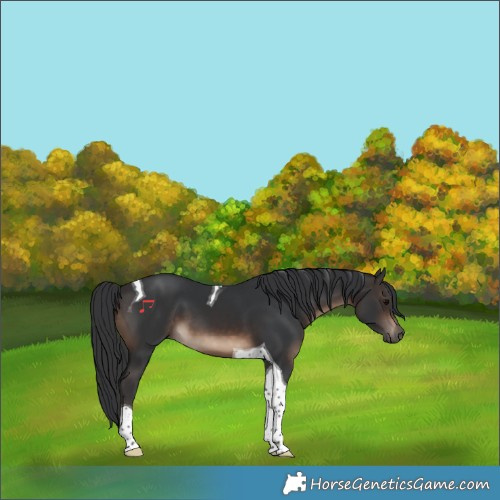 Horse Color:Brown Tobiano