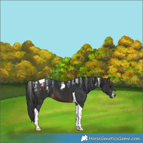 Horse Color:Powder White Brown Tobiano 