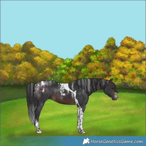 Horse Color:Powder White Brown Tobiano