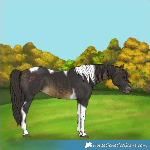 Horse Color:Buckskin Tobiano Appaloosa 