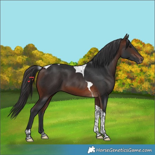 Horse Color:Brown Tobiano