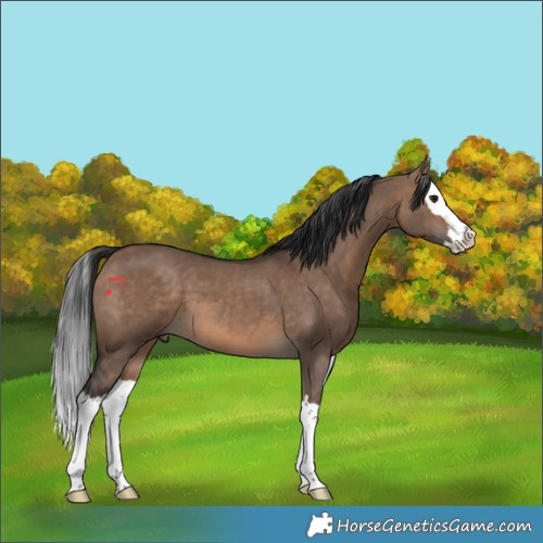 Horse Color:Brown Dun Splash 