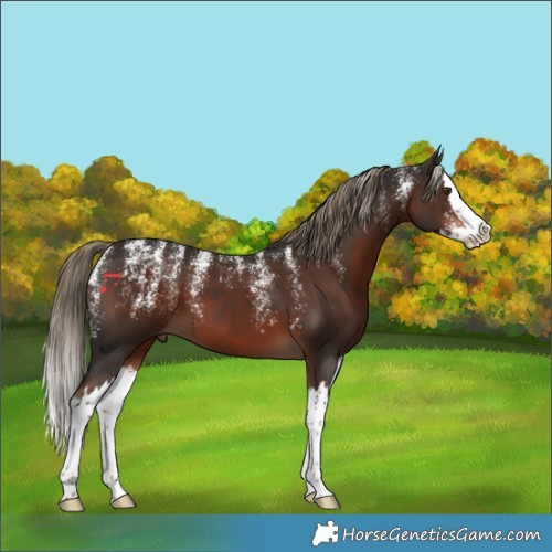 Horse Color:Powder White Liver Chestnut Splash