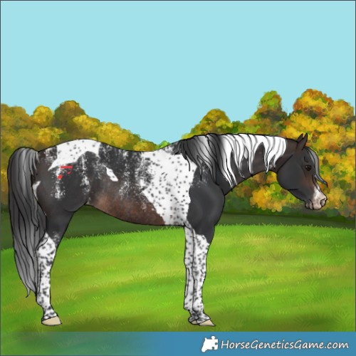 Horse Color:Powder White Brown Tobiano Appaloosa Rabicano