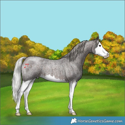 Horse Color:Silver Brown Roan Splash