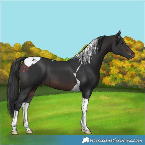 Horse Color:Brown Tobiano