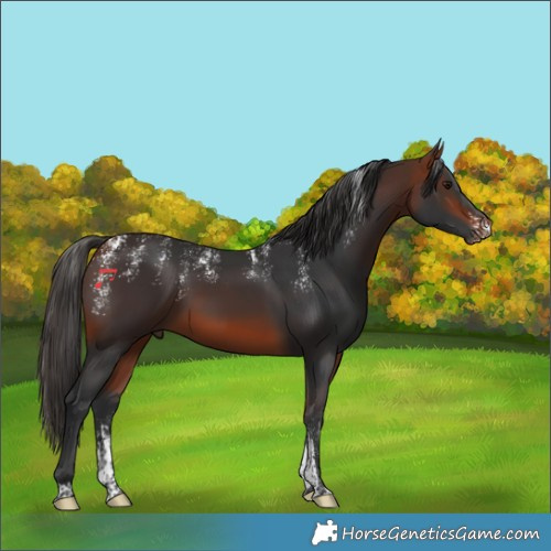 Horse Color:Powder White Bay