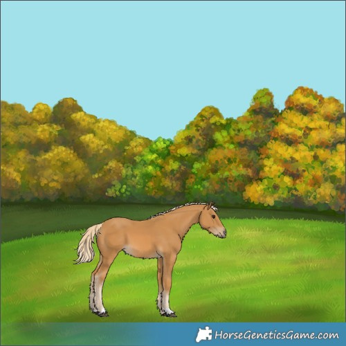 Horse Color:Palomino 