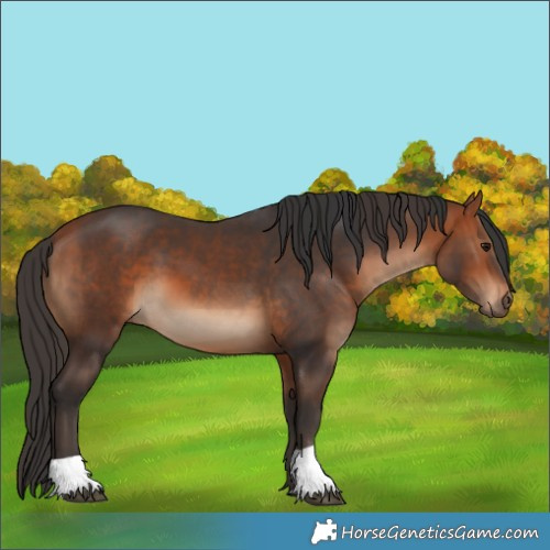 Horse Color:Bay and Bay