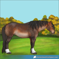 Horse Color:Bay and Bay