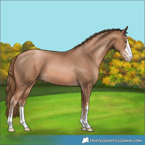Horse Color:Liver Chestnut Pearl 