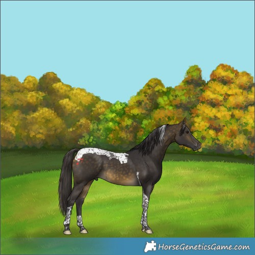 Horse Color:Buckskin Tobiano