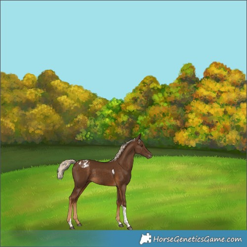 Horse Color:Chocolate Palomino Tobiano Appaloosa Rabicano