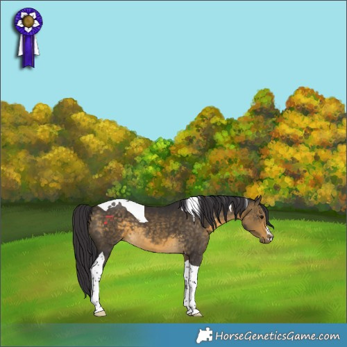 Horse Color:Buckskin Tobiano