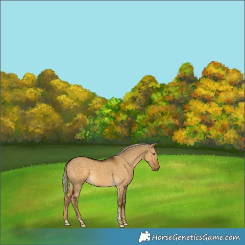 Horse Color:Chocolate Palomino Dun Tobiano