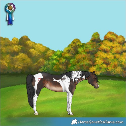 Horse Color:Brown Tobiano 