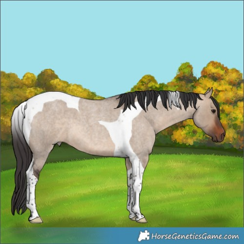 Horse Color:Brown Roan Dun Tobiano 