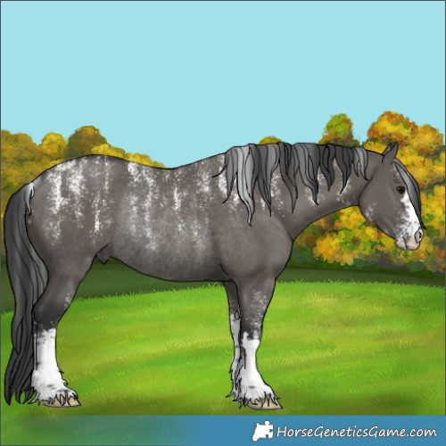 Horse Color:Powder White Grullo Rabicano