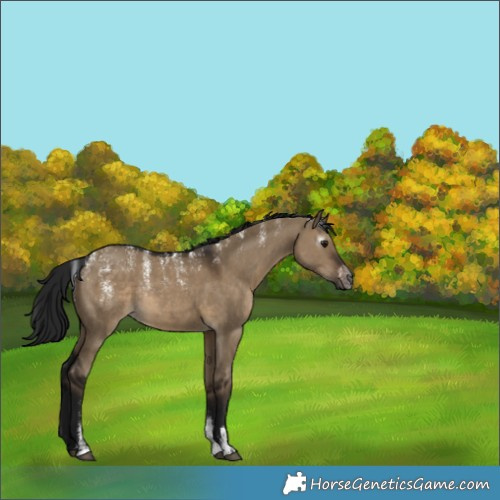 Horse Color:Unknown 