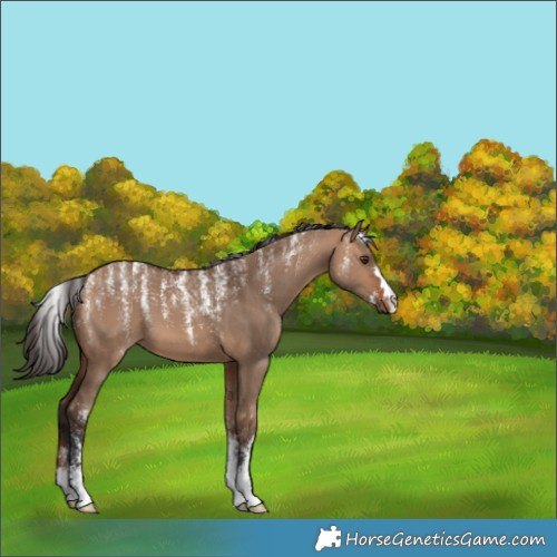 Horse Color:Unknown 