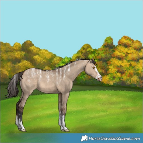 Horse Color:Unknown 