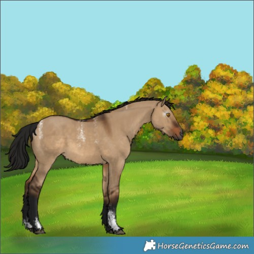 Horse Color:Unknown 
