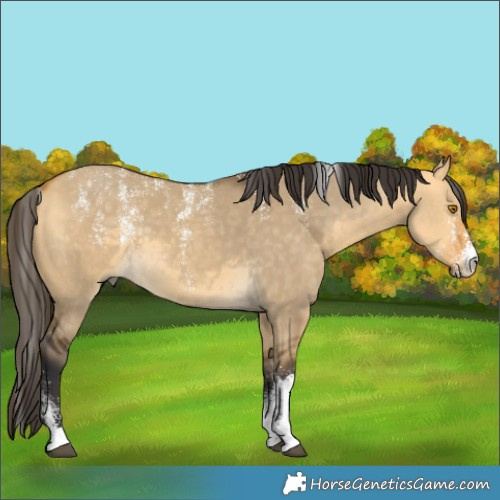 Horse Color:Powder White Buckskin Dun