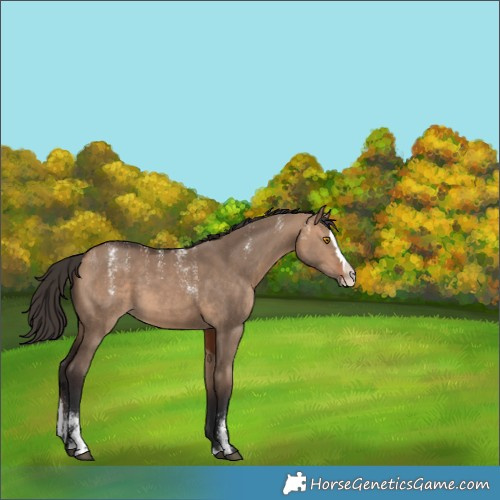 Horse Color:Unknown 