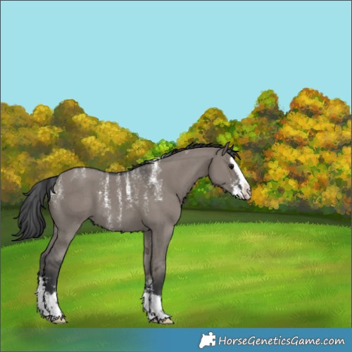 Horse Color:Unknown 